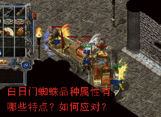 白日门蜘蛛品种属性有哪些特点?如何应对? 白日门蜘蛛品种属性有哪些特点?如何应对?